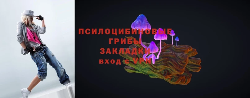 где купить   Дубовка  Псилоцибиновые грибы Psilocybe 